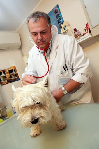 Consultation clinique vétérinaire Dr Clément